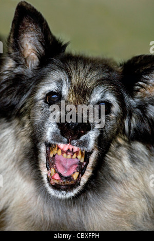 Vecchio terrificante Tervuren pastore belga cane mostra a bocca aperta con il brutto, denti cariati Foto Stock