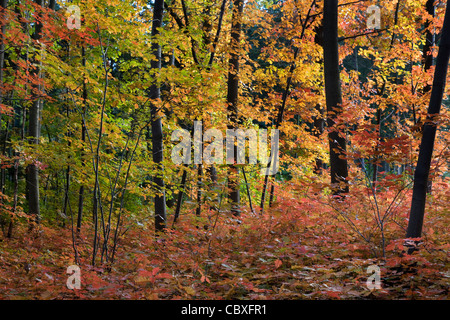 Il nord di quercia rossa / champion quercia (Quercus rubra / Quercus borealis) alberi nel bosco in autunno, nativo per il Nord America Foto Stock