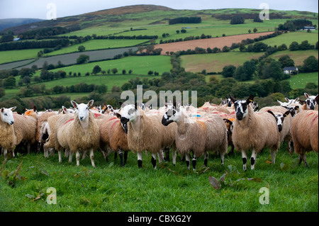 Gregge di Welsh muli vicino Rhayder, Galles. Foto Stock