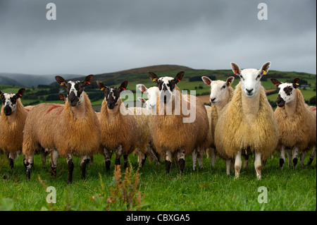 Gregge di Welsh muli vicino Rhayder, Galles. Foto Stock