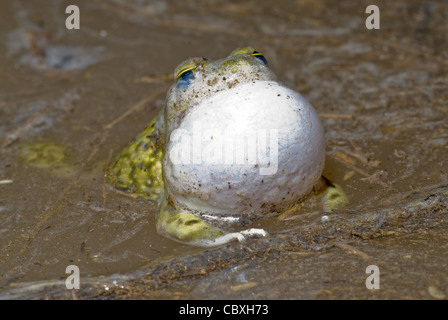Un maschio del lettino Spadefoot, (Scaphiopus couchii), le chiamate provenienti da un pool temporanei durante l'estate stagione dei monsoni in Nuovo Messico. Foto Stock