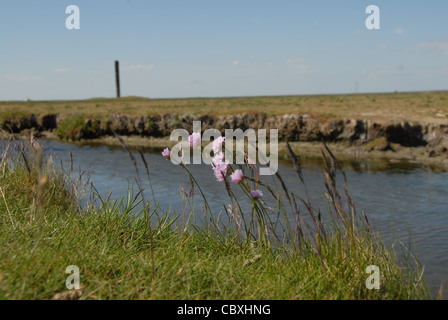 Attraverso la minuscola il Wadden Sea Island Hallig Hooge in Frisia settentrionale mäanders un torrente di marea Foto Stock