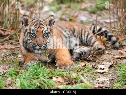 Quattro-mese-vecchio maschio tigre di Sumatra cub Foto Stock