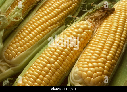 Spighe di granoturco dolce o Granturco Riso semigreggio, rivelando i kernel giallo Foto Stock