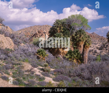 Oasi di ventola California palm a pioppi neri americani la molla in contrasto con il deserto secco flora, Joshua Tree National Park, California USA Foto Stock