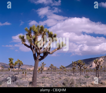 Foresta di alberi di Joshua (Yucca brevifolia), vicino a valle nascosta, Joshua Tree National Park, California USA Foto Stock