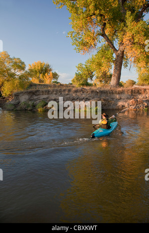 Kayaker (cinquanta cinque anni maschio) paddling una plastica blu, whitewater kayak su un piccolo fiume in uno scenario di autunno Foto Stock