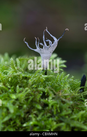 Il tabacco da fiuto per candela (Stag il clacson) Xylaria hypoxylon funghi corpo fruttifero che cresce su un muschio coperto ceppo di albero Foto Stock