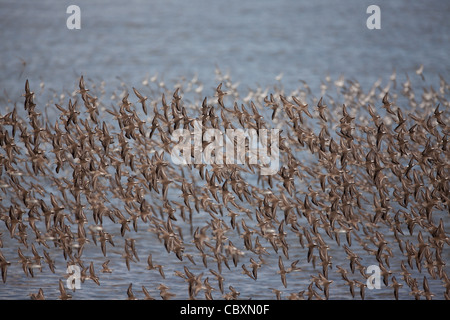 Uno stormo di uccelli limicoli in volo a Punta Chame, Pacific Coast, provincia di Panama, Repubblica di Panama. Foto Stock