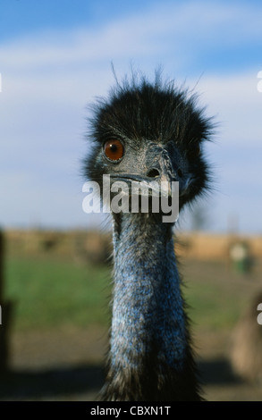 L'Uem su un campo nel Wimmera, la cinghia di grano di western Victoria, Australia Foto Stock