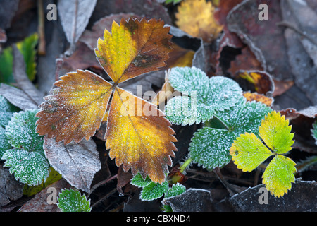 Autunno Rovo foglie coperto di brina Foto Stock