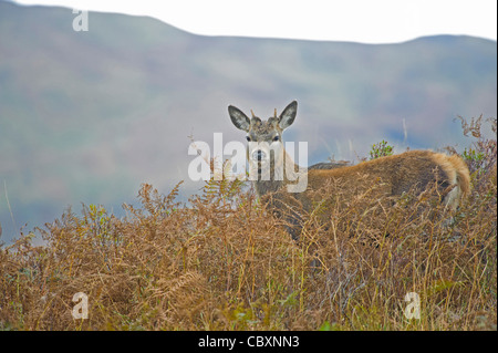 Il cervo (Cervus elaphus) Yearling stag Foto Stock
