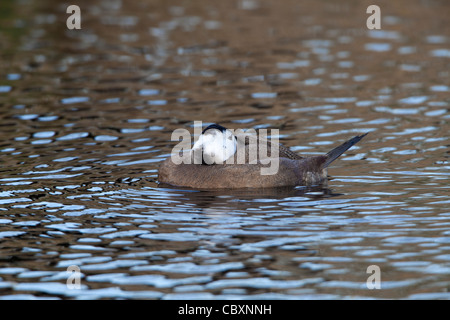 Bianco-guidato Duck Oxyura leucocophale maschio adulto addormentato sull'acqua Foto Stock