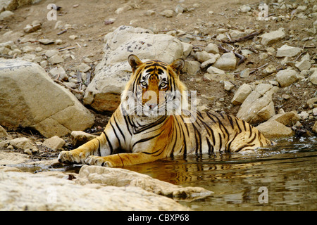 Royal tigre del Bengala in acqua in Ranthambhore Foto Stock