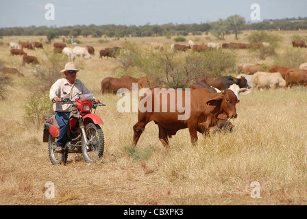 Australian stockman (cowboy) su una moto di bovini di pilotaggio a Ilfracombe in Outback Queensland, Australia Foto Stock