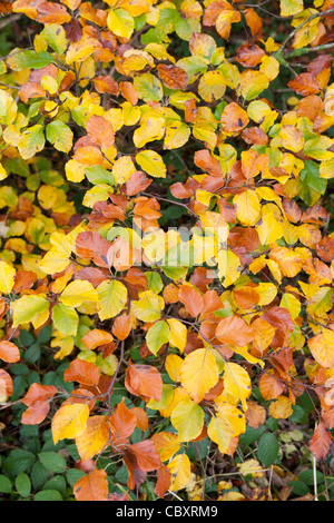 Multi foglie colorate su un Cotswold faggio in autunno a bordo, Gloucestershire Foto Stock