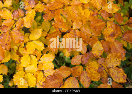 Multi foglie colorate su un Cotswold faggio in autunno a bordo, Gloucestershire Foto Stock