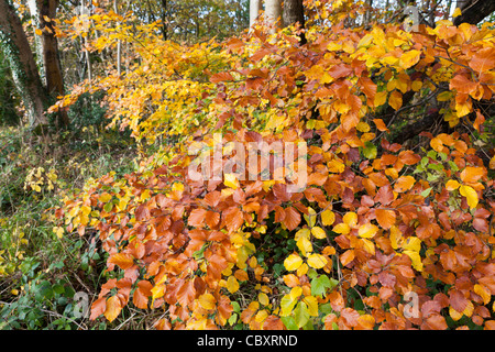 Foglie multicolore su un faggio Cotswold in autunno a Edge, Gloucestershire UK Foto Stock