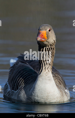 Oca Graylag / graylag goose (Anser anser) nuotare nel lago, Germania Foto Stock
