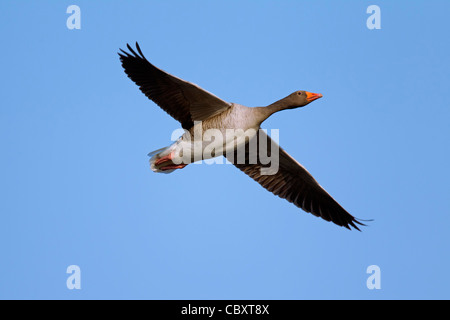 Oca Graylag / graylag goose (Anser anser) in volo, Germania Foto Stock