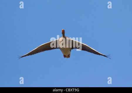 Oca Graylag / graylag goose (Anser anser) in volo, Germania Foto Stock