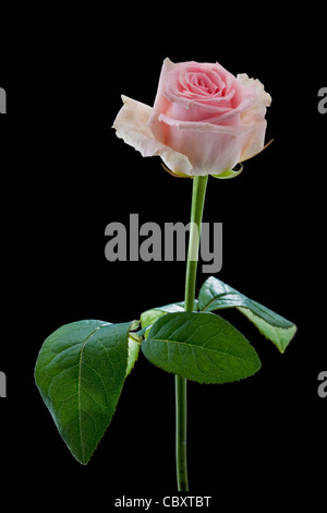 Rosa rosa close-up su sfondo nero Foto Stock