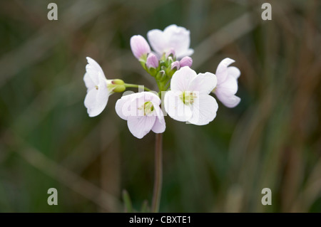 Il cuculo fiore o Lady Smock cardamine pratensis, fiori. Foto Stock