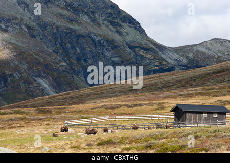 Allevamento di muskoxen riuniti intorno al logde recintato Foto Stock