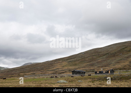 Allevamento di muskoxen riuniti attorno a una recinzione Foto Stock