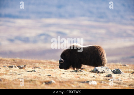 Giovani muskox bull alimentare Foto Stock