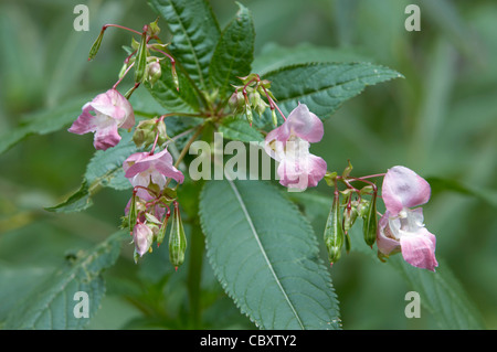 Indiano o Himalayan Balsamina Impatiens glandulifera, fiori. Foto Stock