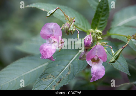 Indiano o Himalayan Balsamina Impatiens glandulifera, fiori. Foto Stock