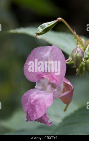 Indiano o Himalayan Balsamina Impatiens glandulifera, fiori. Foto Stock