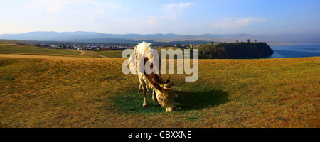 La mucca. Lago Baikal. Olkhon island. Vista frontale. Foto Stock