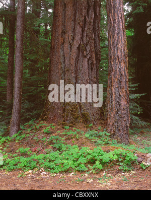 Grande Tronco del vecchio la crescita di abete Douglas e forest floor con vaniglia foglia, Willamette National Forest, Oregon, Stati Uniti d'America Foto Stock