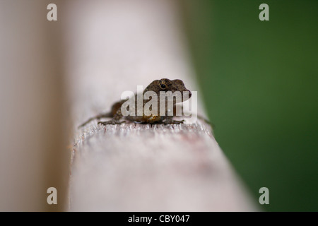 Una piccola lucertola nel vicino a Maria La Gorda, Cuba Foto Stock