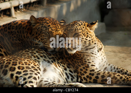 Indian leopard (Panthera pardus fusca),vita selvaggia indiana. Foto Stock