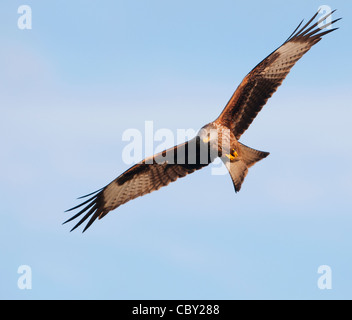 Nibbio reale Milvus milvus Foto Stock