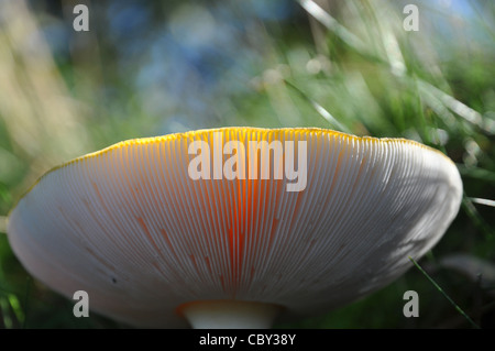 Il sole splende attraverso un lamelle di funghi Foto Stock