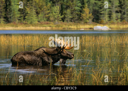 Majestic Bull alci in un stagno di Maine Foto Stock