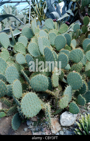 Il Cactus Opuntia ficus indica nel Giardino Botanico di Merano. Foto Stock