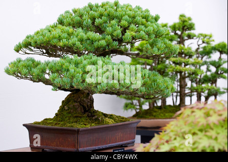 Alberi di Bonsai in mostra presso il Royal Hampton Court Flower Show Foto Stock