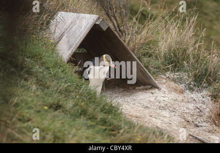 Giallo Eyed Penguin Foto Stock