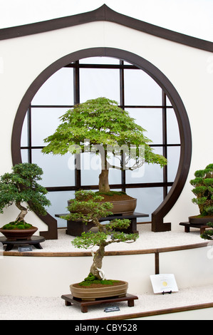 Alberi di Bonsai in mostra presso il Royal Hampton Court Flower Show Foto Stock