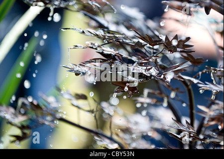 Close-up di goccioline di acqua caduta dal Bronzo Acero giapponese fontana sul Display presso il Royal Hampton Court Flower Show Foto Stock