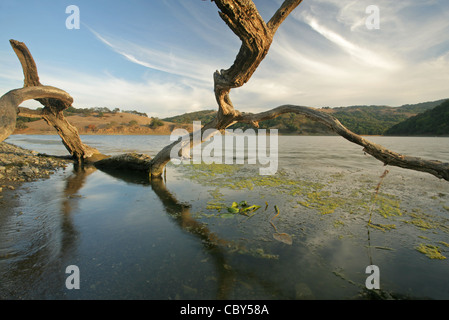 Man-made Calero Lago nelle montagne di Santa Cruz di California, al tramonto, con driftwood Foto Stock