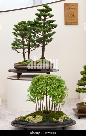 Alberi di Bonsai in mostra presso il Royal Hampton Court Flower Show Foto Stock