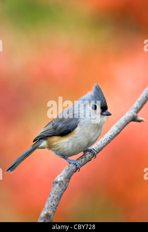 Cincia tufted arroccato su ramoscello con Colore di autunno dietro Foto Stock