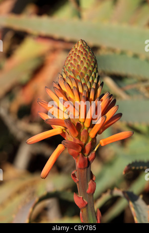 Aloe Vera fiore con piante in background Foto Stock