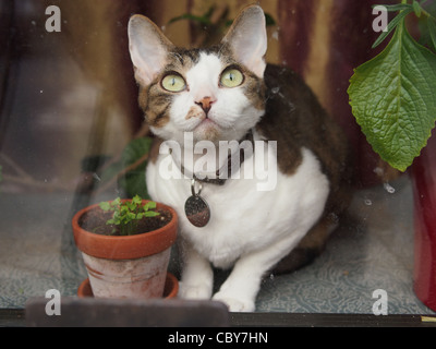 Il Pet cat in finestra, Brooklyn, New York Foto Stock